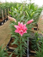 [5313 Elena No02.JPG]